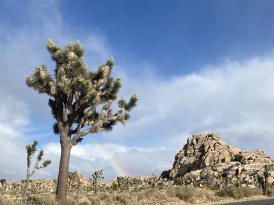 Yucca brevifolia, photographed by Ellen C Lovelidge