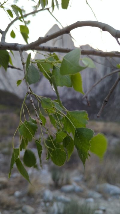 Populus mexicana, photographed by Alan Rockefeller