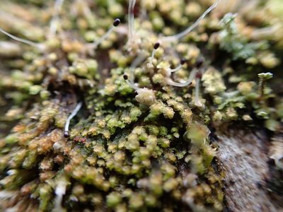 Scapania umbrosa, photographed by Randal