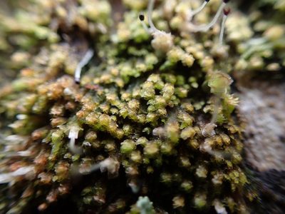 Scapania umbrosa, photographed by Randal