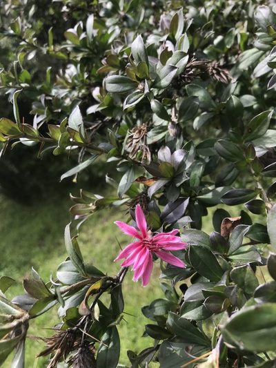 Barnadesia arborea, photographed by Ben Pritchard