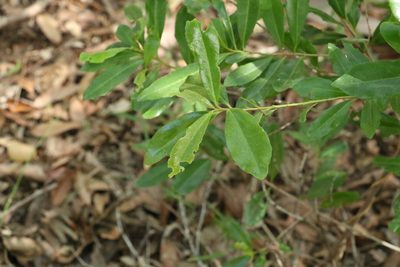 Myrsine variabilis, photographed by Greg Tasney