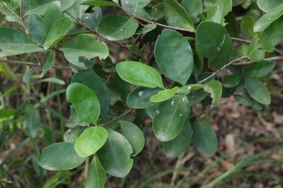 Cyclophyllum coprosmoides, photographed by Greg Tasney