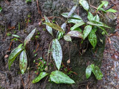 Erythronium umbilicatum, photographed by Zac Peterson