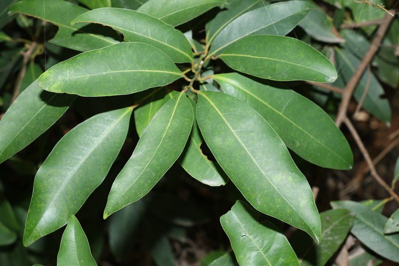 Cryptocarya glaucescens, photographed by Greg Tasney