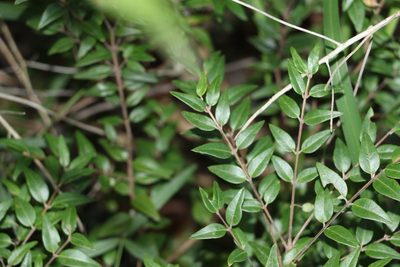 Austromyrtus dulcis, photographed by Greg Tasney
