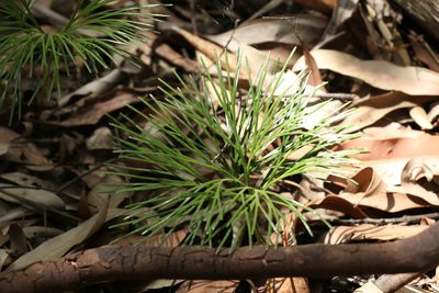 Schizaea dichotoma, photographed by Greg Tasney