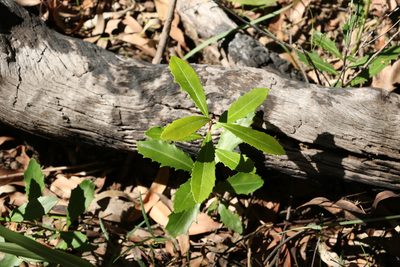 Myrsine variabilis, photographed by Greg Tasney