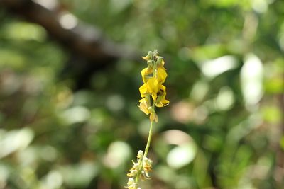 Crotalaria pallida, photographed by Greg Tasney