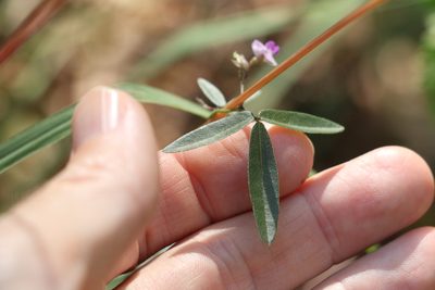 Glycine cyrtoloba, photographed by Greg Tasney