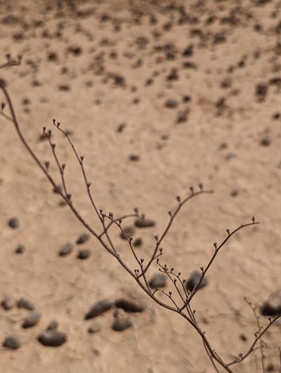 Eriogonum exaltatum, photographed by Dominic Gentilcore