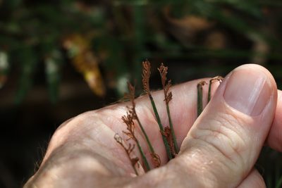 Schizaea dichotoma, photographed by Greg Tasney
