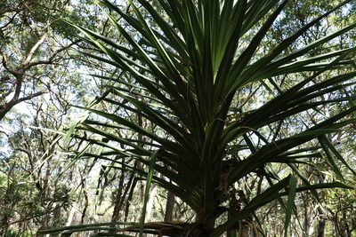 Pandanus tectorius, photographed by Greg Tasney