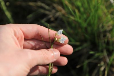 Cardamine penduliflora, photographed by Sean Haight