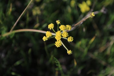Lomatium bradshawii, photographed by Sean Haight