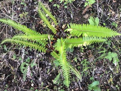 Polystichum imbricans, photographed by Justin Paulin
