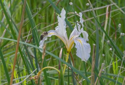 Iris macrosiphon, photographed by Jeremiah Degenhardt