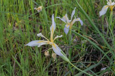 Iris macrosiphon, photographed by Jeremiah Degenhardt
