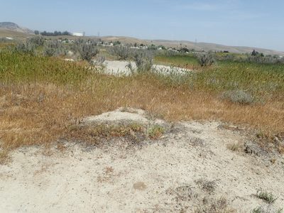 Lastarriaea coriacea, photographed by rockybajada