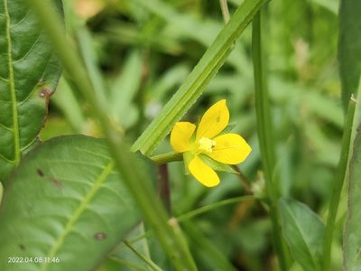 Ludwigia hyssopifolia, photographed by Ong Jyh Seng