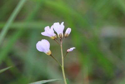 Cardamine nuttallii, photographed by Sean Haight