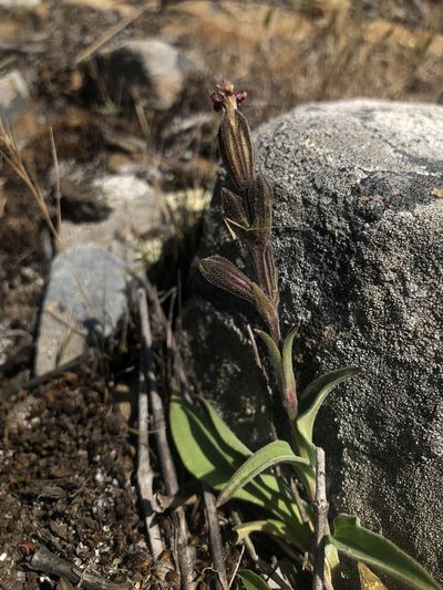 Silene scouleri, photographed by Justin Paulin
