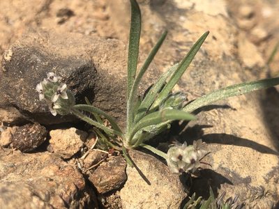 Plantago erecta, photographed by Justin Paulin