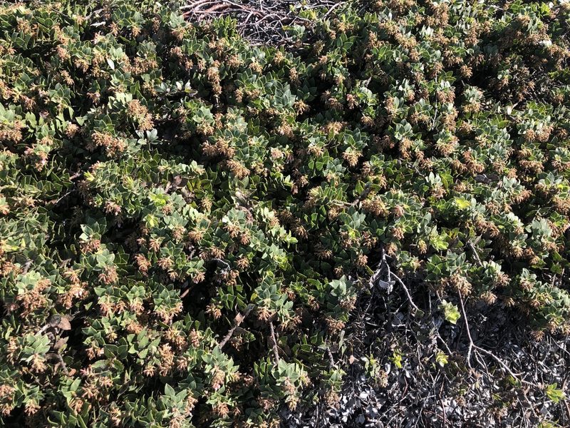 Arctostaphylos imbricata, photographed by Justin Paulin
