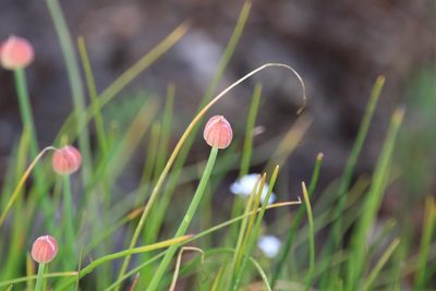 Allium amplectens, photographed by Sean Haight