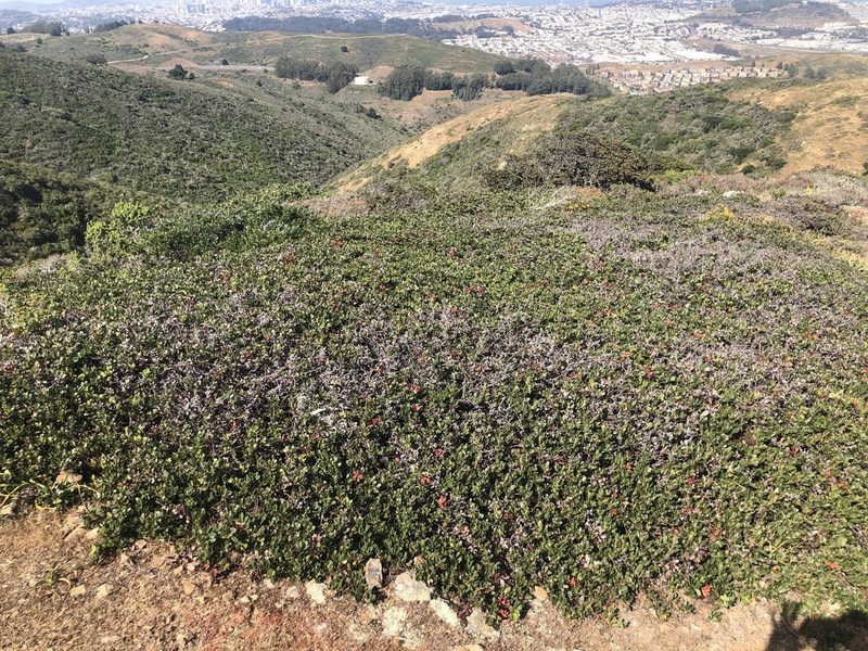 Arctostaphylos pacifica, photographed by Justin Paulin