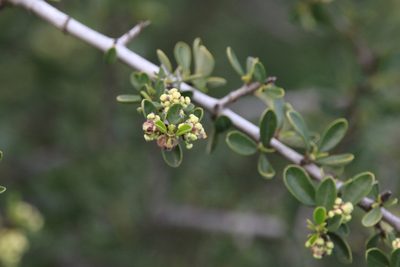 Ceanothus cuneatus, photographed by Sean Haight