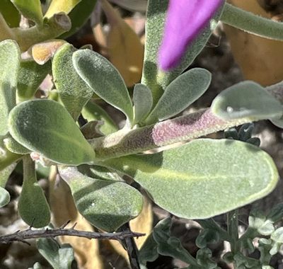 Matthiola incana, photographed by Irene