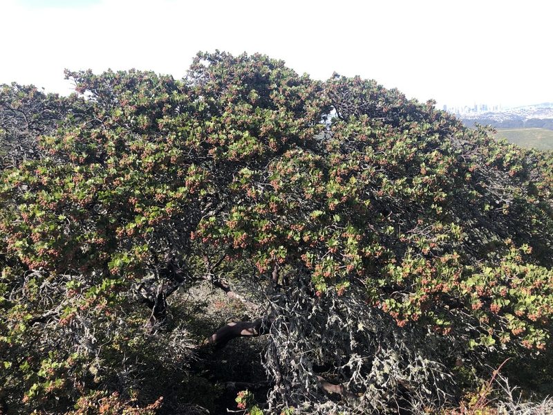 Arctostaphylos montaraensis, photographed by Justin Paulin