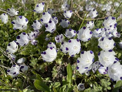 Nemophila maculata, photographed by Dee Shea Himes