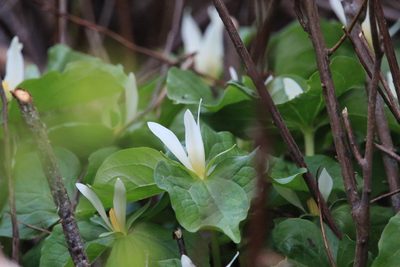 Trillium albidum, photographed by Sean Haight