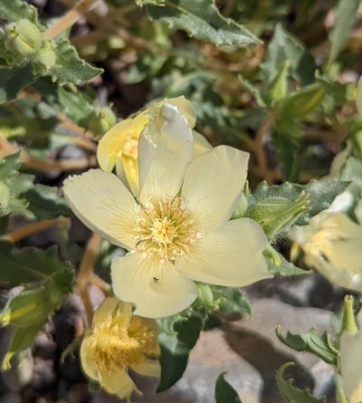 Mentzelia tricuspis, photographed by Dominic Gentilcore