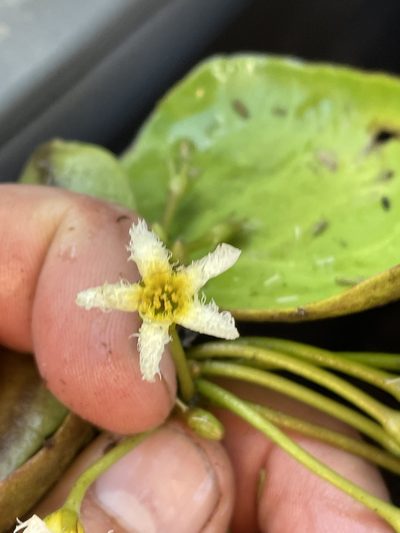 Nymphoides brevipedicellata, photographed by Robert Taylor