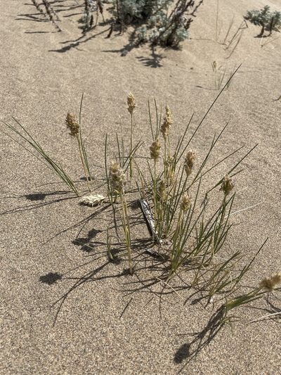 Poa douglasii, photographed by crothfels