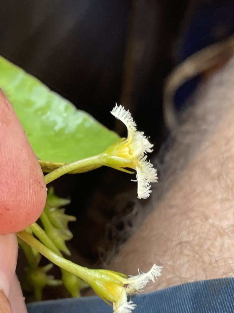 Nymphoides brevipedicellata, photographed by Robert Taylor