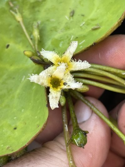 Nymphoides brevipedicellata, photographed by Robert Taylor