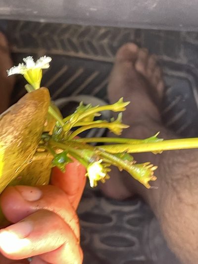 Nymphoides brevipedicellata, photographed by Robert Taylor