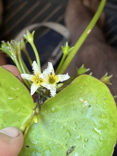 Nymphoides brevipedicellata, photographed by Robert Taylor