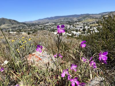 Clarkia bottae, photographed by Kristen Nelson