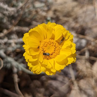 Baileya multiradiata, photographed by Dominic Gentilcore