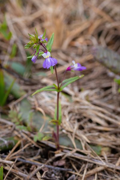 Collinsia violacea, photographed by Nathan Aaron