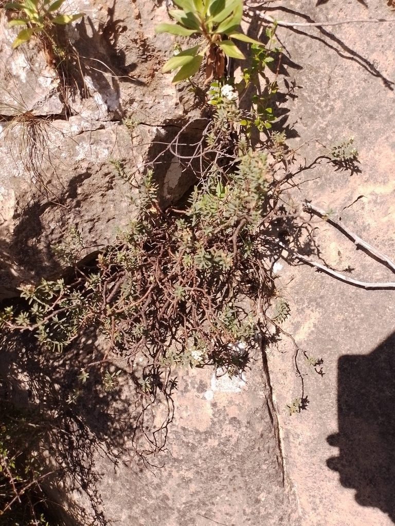 Pimelea declivis, photographed by Joe Potter Butler