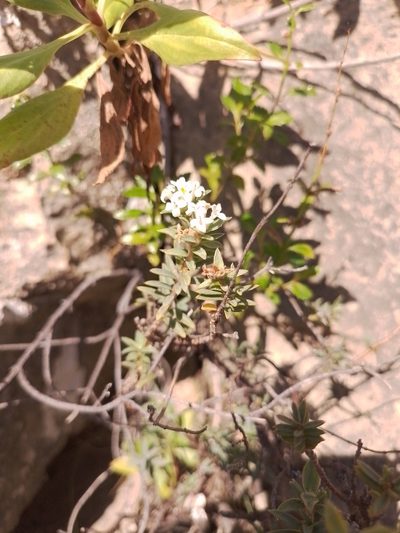 Pimelea declivis, photographed by Joe Potter Butler