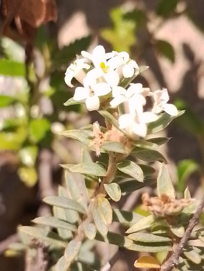 Pimelea declivis, photographed by Joe Potter Butler