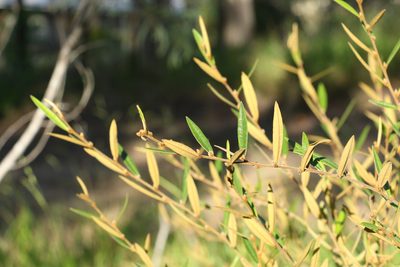 Hovea acutifolia, photographed by Greg Tasney