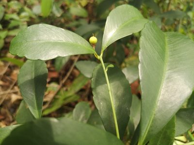 Ardisia crenata, photographed by Samuel Lee